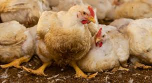 Poulet de chair