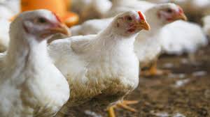 Poulet de chair